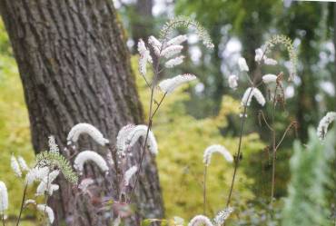 Actaea 'Brunette' grows beneath a Black Walnut at David Culp's Brandywine Cottage.