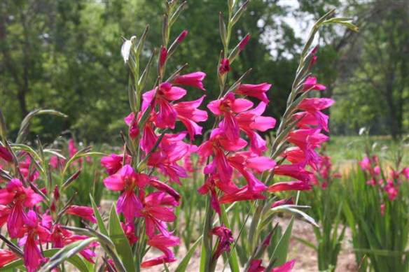 Byzantine-gladiolus-row