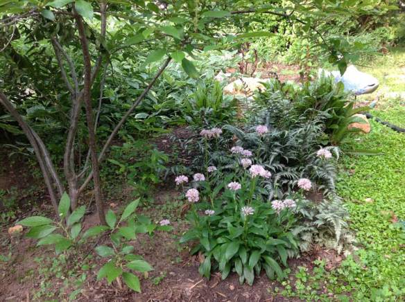 In my yard, Marshallia, geraniums, and painted ferns grow well and look good together. Why not plant more? (Winterberry Holly on the left)