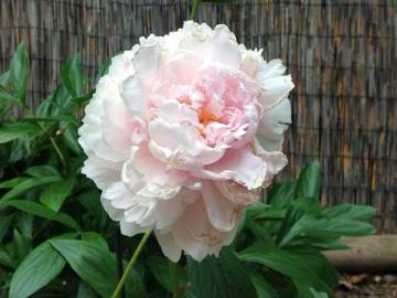 peony3