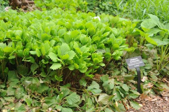 alleghenypachysandra