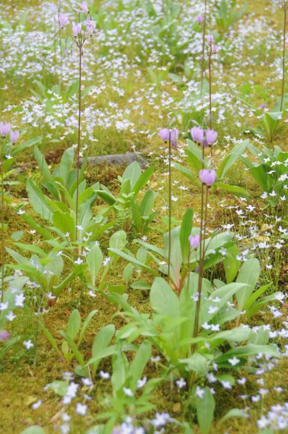 amethystshootingstar