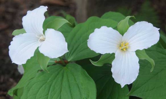 trilliumwhite