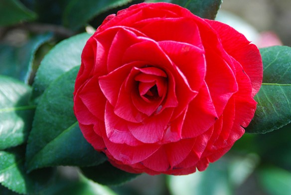 Camellia 'Nuccio's Bella Rossa' from oregonstate.edu