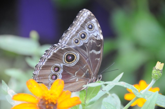 BlueMorpho