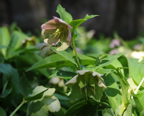 hellebore