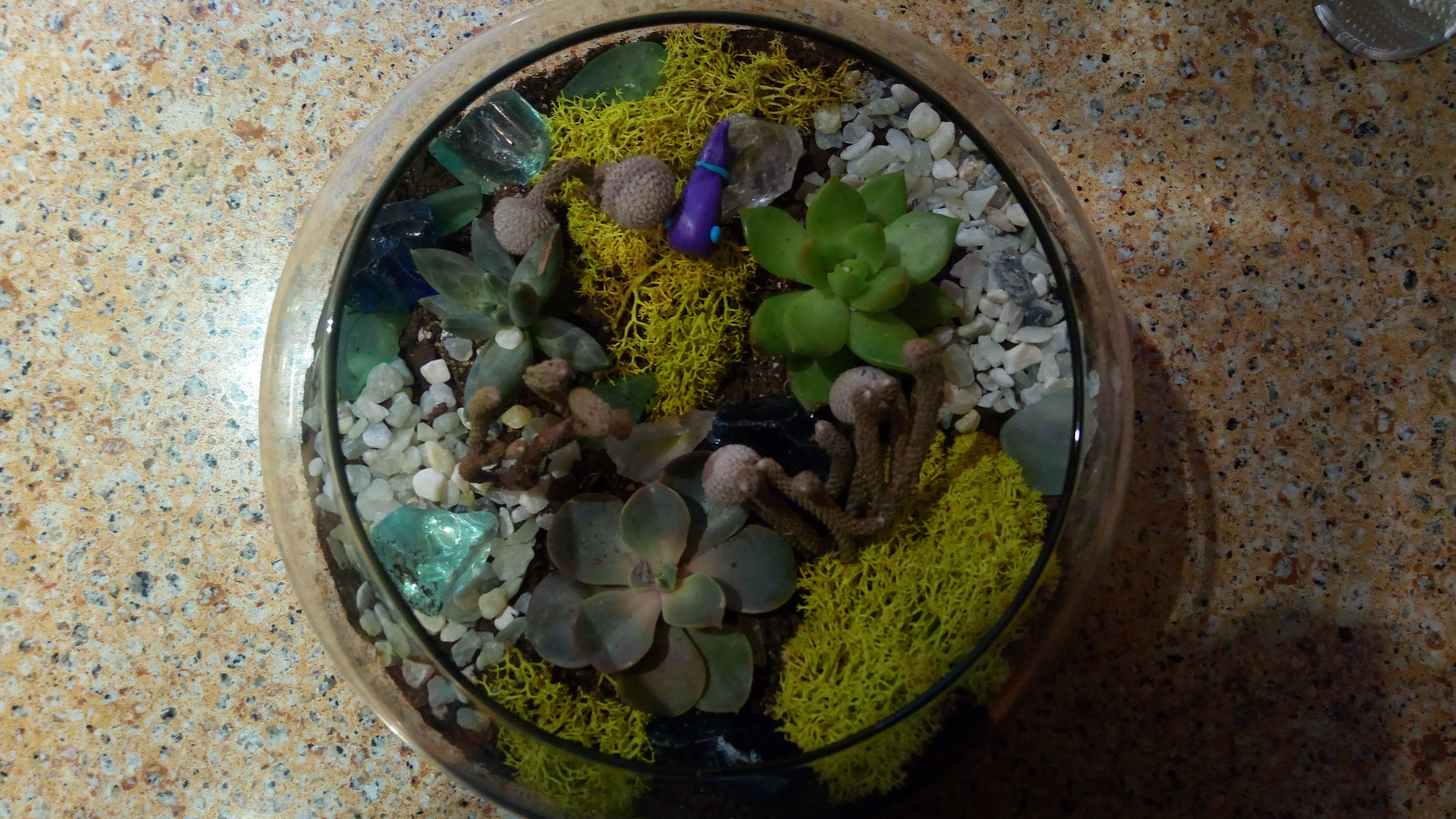 terrarium